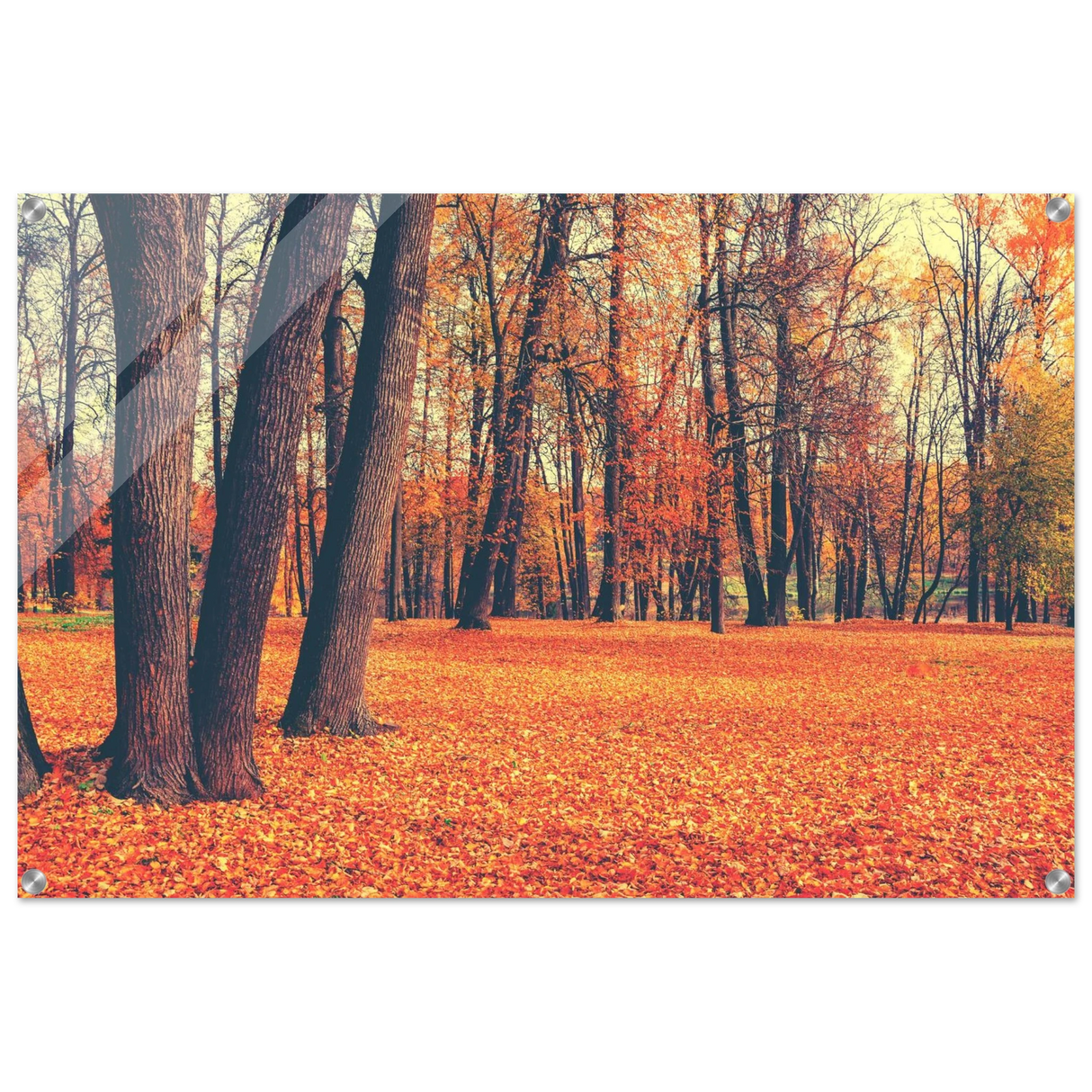 golden silence in autumn a tranquil forest escape wall art print20x30 cm / 8x12″Framed Canvas