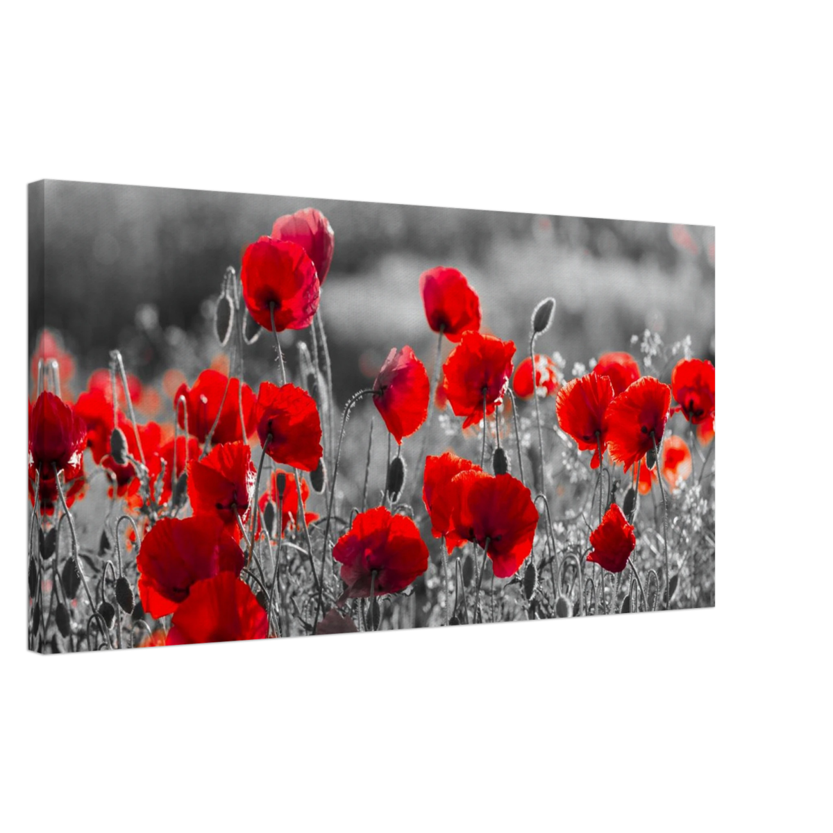 "Field of Remembrance" – Red Poppies in Monochrome Meadow | Elegant Floral Wall Art Print - 40x80 cm / 16x32″ - 