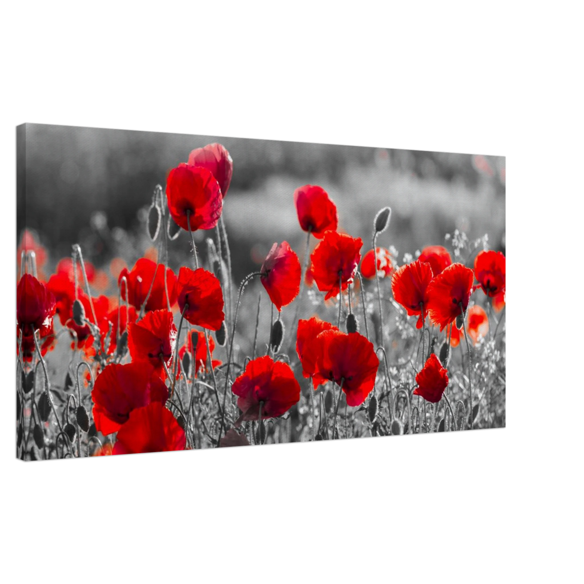"Field of Remembrance" – Red Poppies in Monochrome Meadow | Elegant Floral Wall Art Print - 50x100 cm / 20x40″ - 