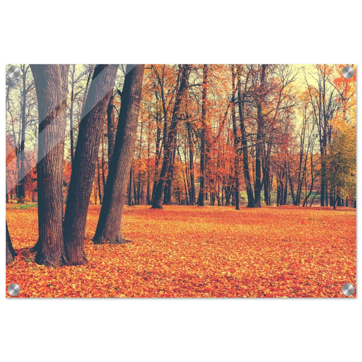 “Golden Silence in Autumn – A Tranquil Forest Escape” | Wall Art Print - Acrylic Print - 40x60 cm / 16x24″ - 