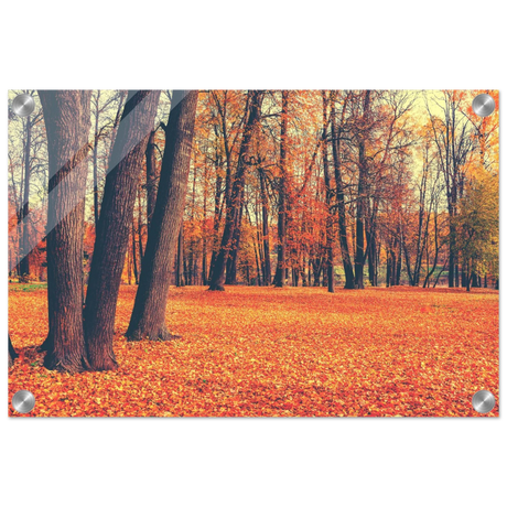 “Golden Silence in Autumn – A Tranquil Forest Escape” | Wall Art Print - Acrylic Print - 30x45 cm / 12x18″ - 