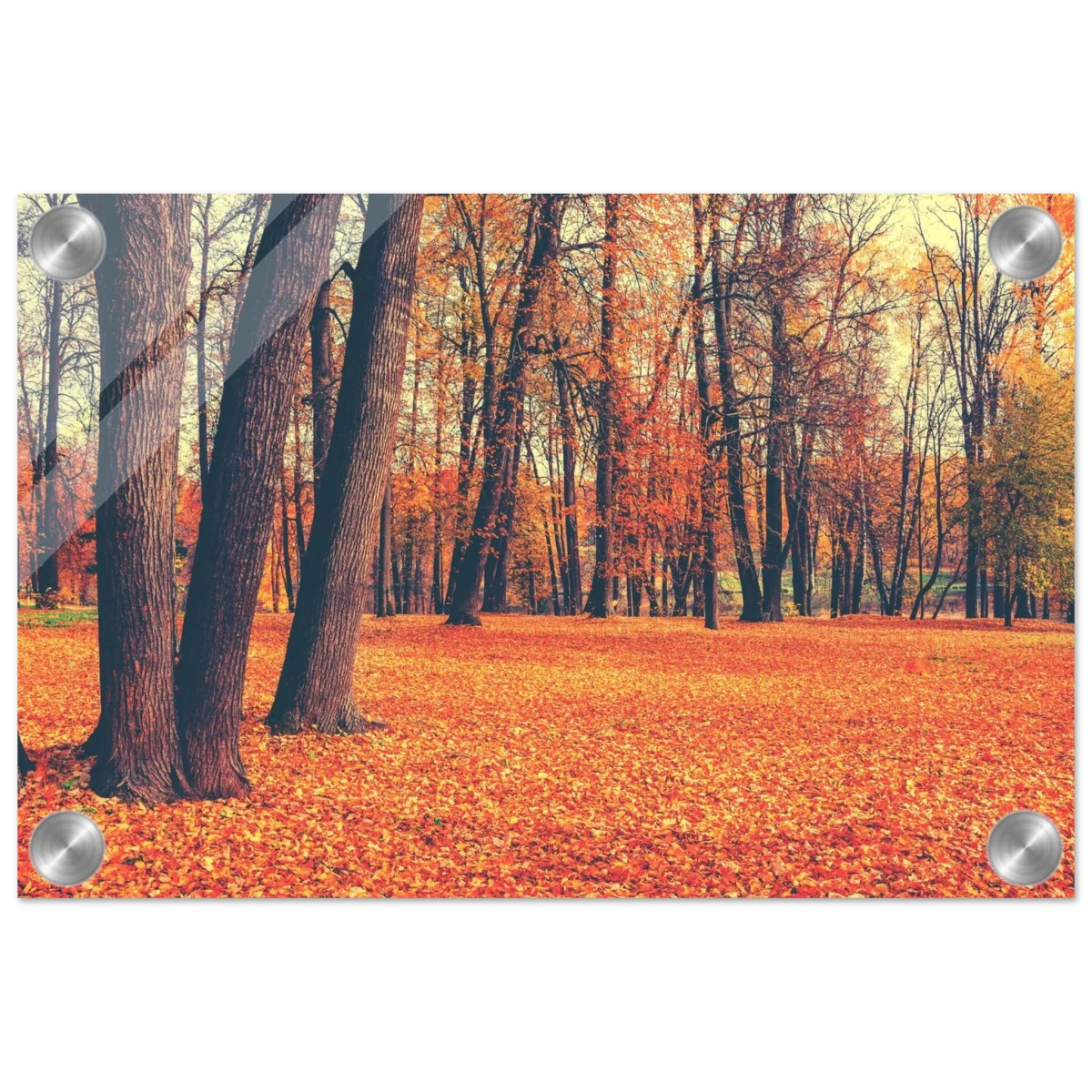 “Golden Silence in Autumn – A Tranquil Forest Escape” | Wall Art Print - Acrylic Print - 20x30 cm / 8x12″ - 