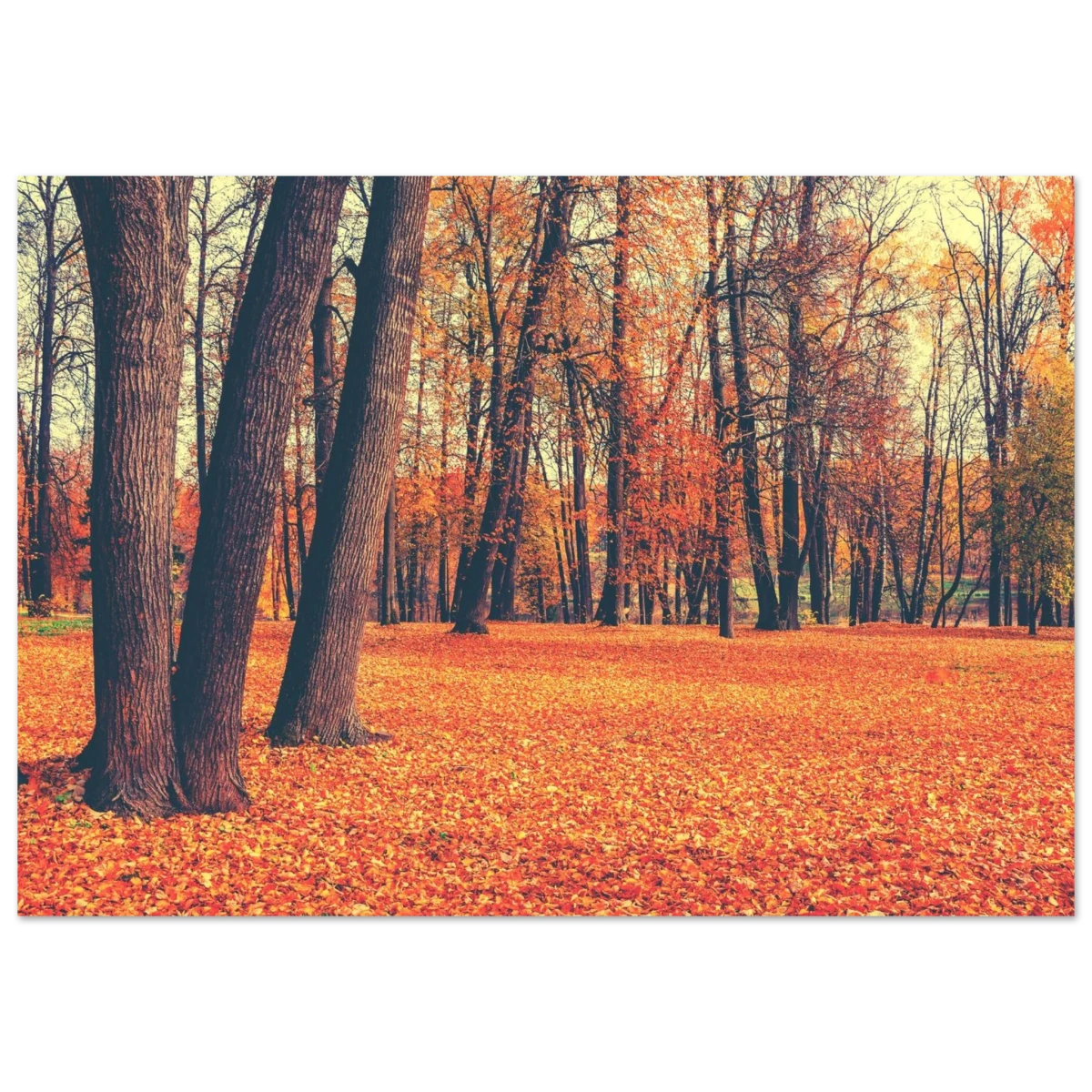 “Golden Silence in Autumn – A Tranquil Forest Escape” | Wall Art Print - Fine Art Poster - 70x100 cm / 28x40″ - 