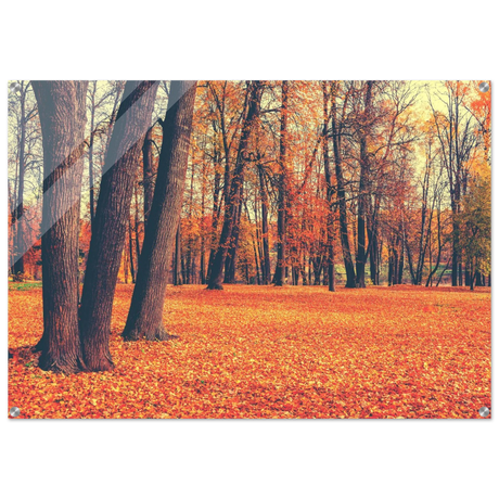 “Golden Silence in Autumn – A Tranquil Forest Escape” | Wall Art Print - Acrylic Print - 70x100 cm / 28x40″ - 