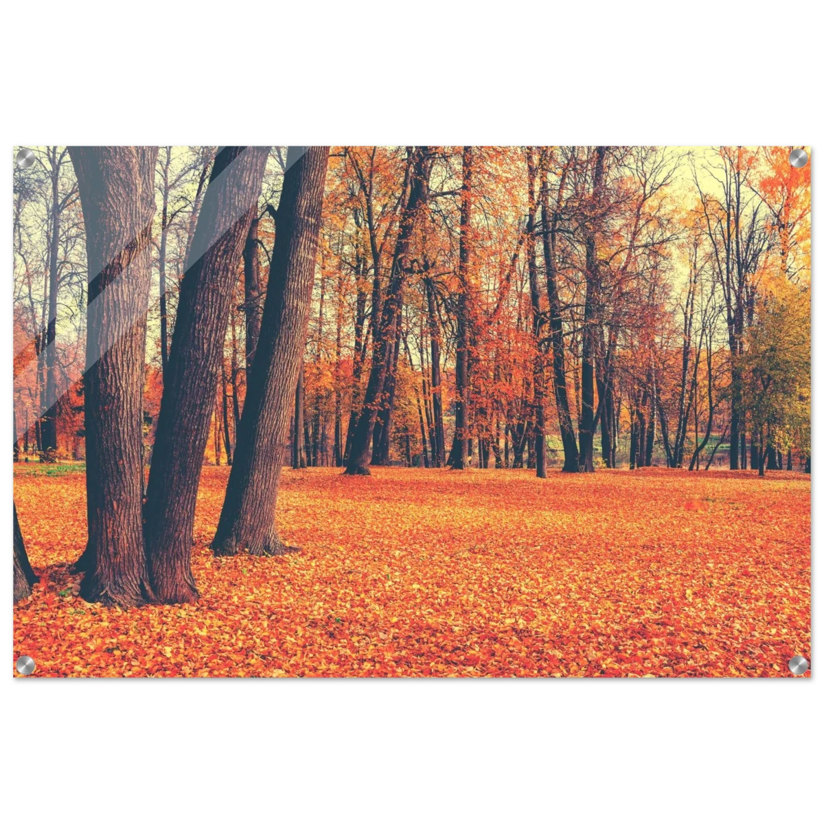 “Golden Silence in Autumn – A Tranquil Forest Escape” | Wall Art Print - Acrylic Print - 60x90 cm / 24x36″ - 