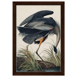 Great blue Heron by John James 1834 | wall Art Print - Framed Canvas - 30x45 cm / 12x18″ - Dark wood frame