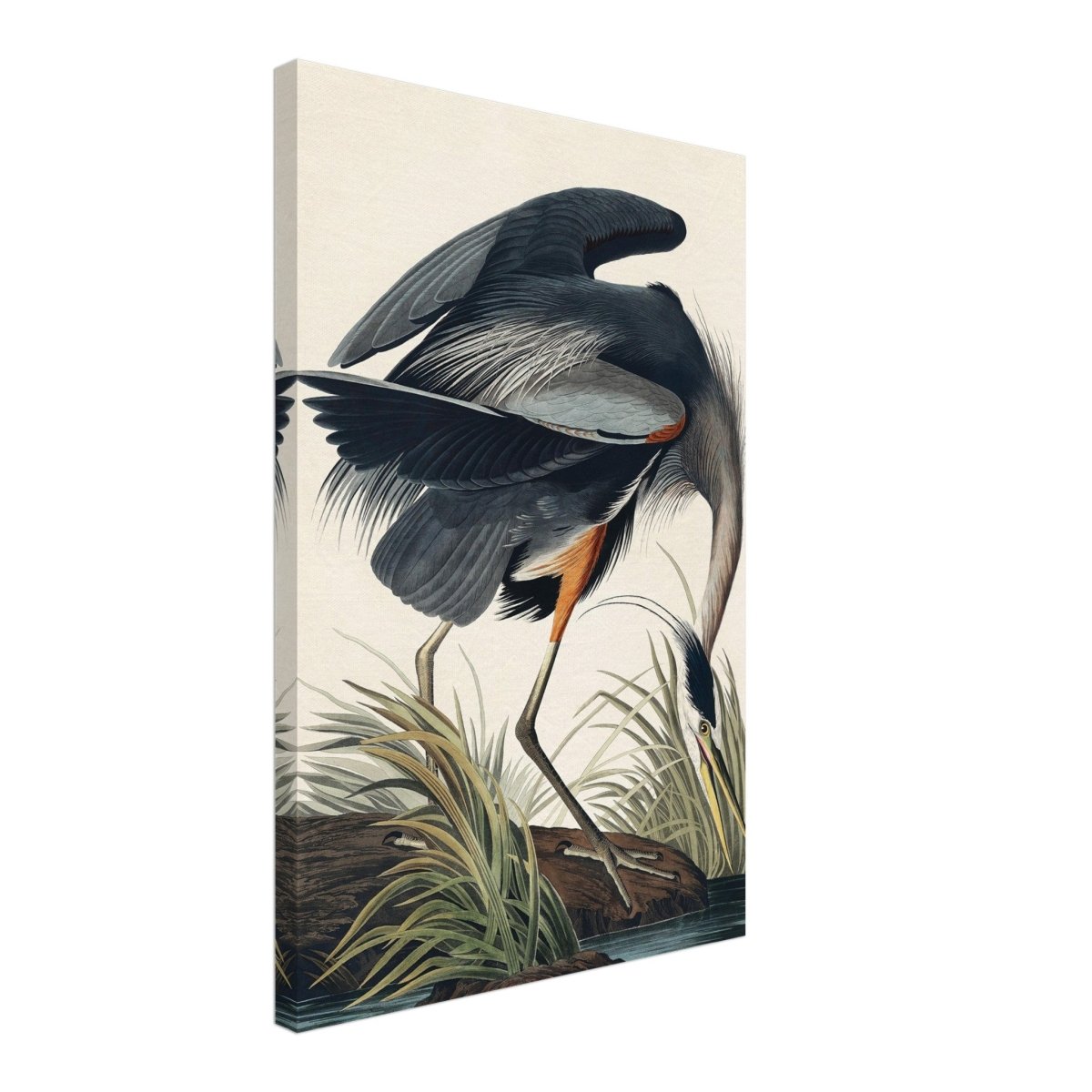 Great blue Heron by John James 1834 | wall Art Print - Canvas - 40x60 cm / 16x24″ - 