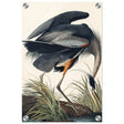 Great blue Heron by John James 1834 | wall Art Print - Acrylic Print - 30x45 cm / 12x18″ - 