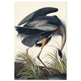 Great blue Heron by John James 1834 | wall Art Print - Aluminum Print - 30x45 cm / 12x18″ - 