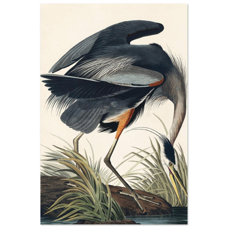 Great blue Heron by John James 1834 | wall Art Print - Aluminum Print - 30x45 cm / 12x18″ - 