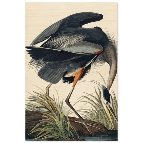 Great blue Heron by John James 1834 | wall Art Print - Wood Prints - 40x60 cm / 16x24″ - 