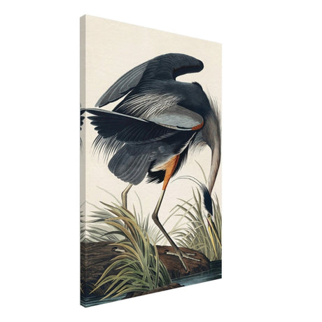 Great blue Heron by John James 1834 | wall Art Print - Canvas - 50x75 cm / 20x30″ - 