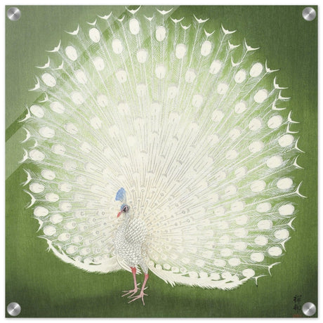 Green Peacock by Ohara Koson | Wall art Print - 50x50 cm / 20x20″ - Acrylic Print - 