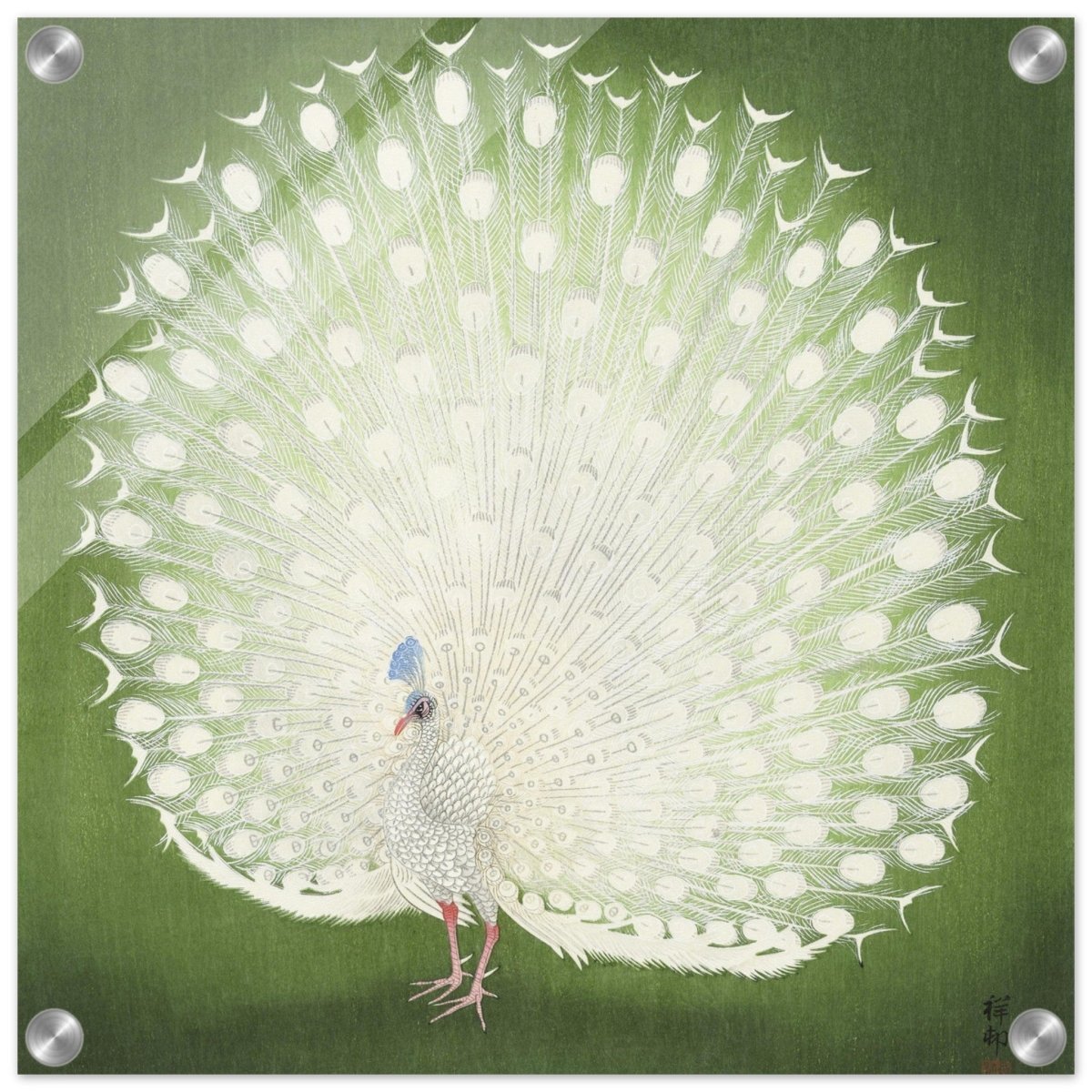 Green Peacock by Ohara Koson | Wall art Print - 40x40 cm / 16x16″ - Acrylic Print - 