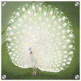Green Peacock by Ohara Koson | Wall art Print - 40x40 cm / 16x16″ - Acrylic Print - 