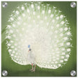 Green Peacock by Ohara Koson | Wall art Print - 30x30 cm / 12x12″ - Acrylic Print - 