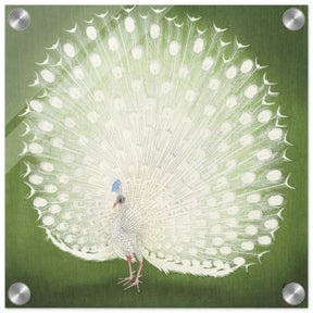 Green Peacock by Ohara Koson | Wall art Print - 30x30 cm / 12x12″ - Acrylic Print - 