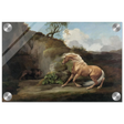 Horse Frightened by a Lion – George Stubbs Wall Art Print - Acrylic Print - 20x30 cm / 8x12″ - 