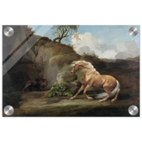 Horse Frightened by a Lion – George Stubbs Wall Art Print - Acrylic Print - 20x30 cm / 8x12″ - 