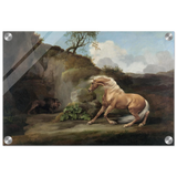 Horse Frightened by a Lion – George Stubbs Wall Art Print - Acrylic Print - 30x45 cm / 12x18″ - 