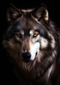 "Lone Spirit" – Choose Your Wolf Portrait: Midnight Gaze, Silver Sentinel, or Ember Eyes - 30x45 cm / 12x18″ - Design 1 - Acrylic Print