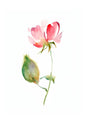 "Petal Reverie" |V02|– Soft Bloom Botanical Series | Wall Art Print | 6 Design Options - 20x30 cm / 8x12" - Design Option 1 - Canvas