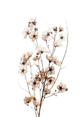 "Whispers in Bloom"|V04| – Soft Botanical Harmony | Wall Art Print | 5 Design Options - 20x30 cm / 8x12" - Design Option 1 - Canvas