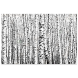 Winter Birch – A Minimalist Forest Escape Wall art - Aluminum Print - 60x90 cm / 24x36″ - 