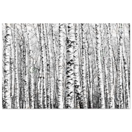Winter Birch – A Minimalist Forest Escape Wall art - Aluminum Print - 60x90 cm / 24x36″ - 