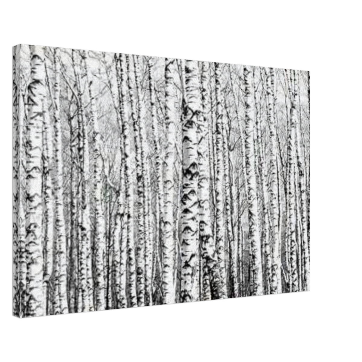 Winter Birch – A Minimalist Forest Escape Wall art - Canvas - 50x75 cm / 20x30″ - 