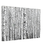 Winter Birch – A Minimalist Forest Escape Wall art - Canvas - 50x75 cm / 20x30″ - 