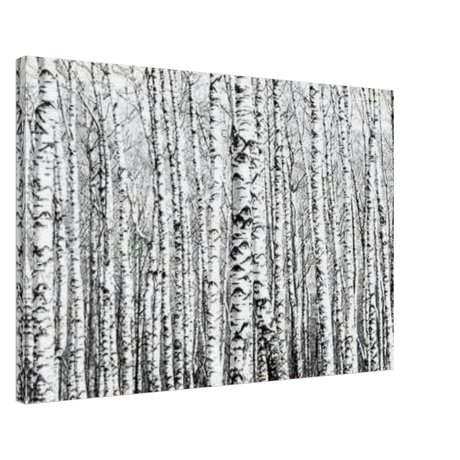 Winter Birch – A Minimalist Forest Escape Wall art - Canvas - 50x75 cm / 20x30″ - 