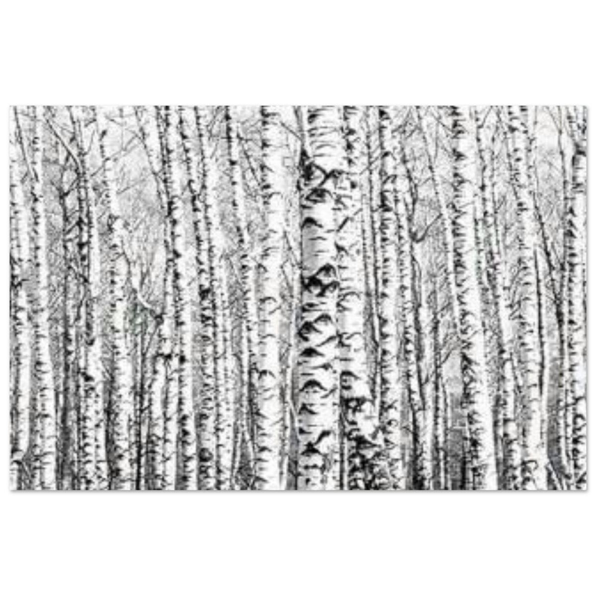 Winter Birch – A Minimalist Forest Escape Wall art - Aluminum Print - 30x45 cm / 12x18″ - 