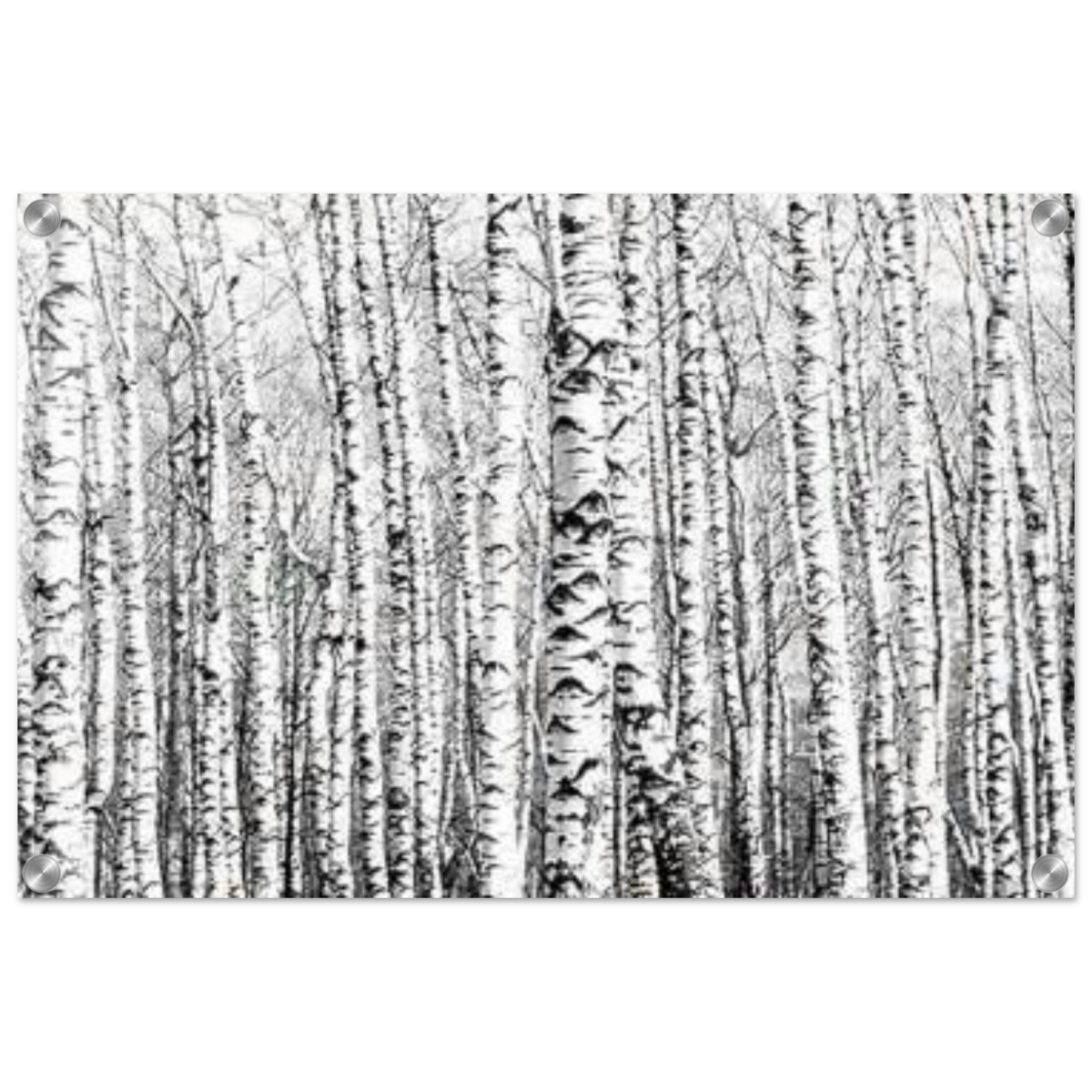 Winter Birch – A Minimalist Forest Escape Wall art - Acrylic Print - 40x60 cm / 16x24″ - 