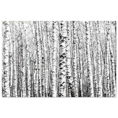Winter Birch – A Minimalist Forest Escape Wall art - Acrylic Print - 40x60 cm / 16x24″ - 
