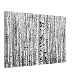 Winter Birch – A Minimalist Forest Escape Wall art - Canvas - 30x45 cm / 12x18″ - 