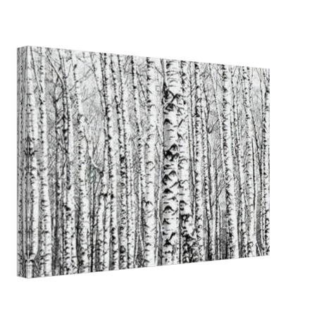 Winter Birch – A Minimalist Forest Escape Wall art - Canvas - 30x45 cm / 12x18″ - 