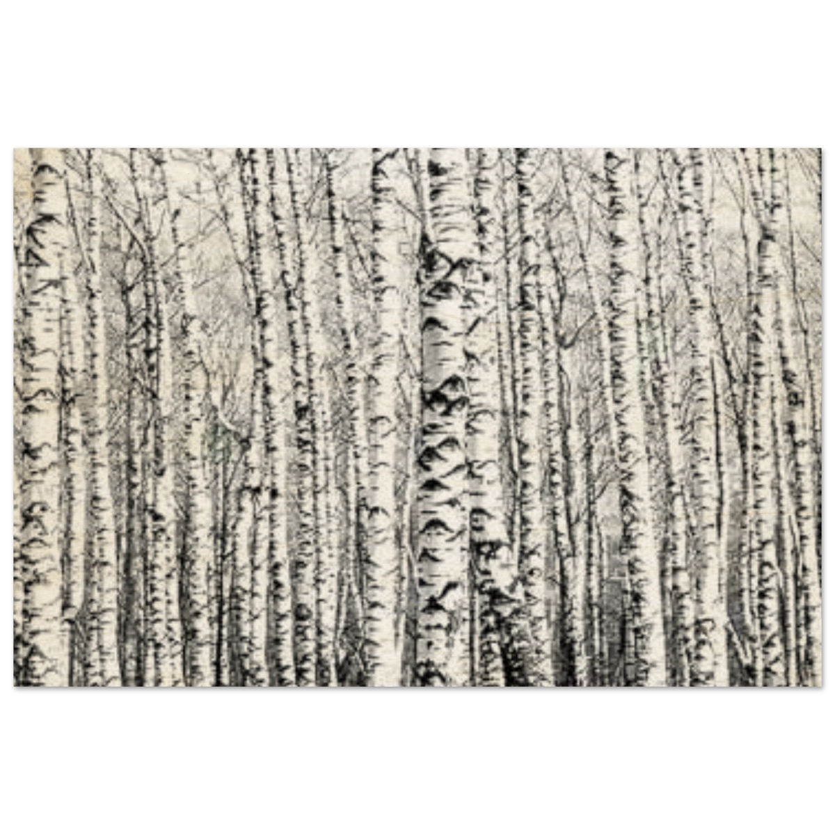 Winter Birch – A Minimalist Forest Escape Wall art - Wood Prints - 60x90 cm / 24x36″ - 