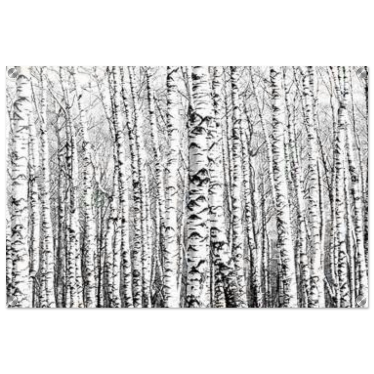 Winter Birch – A Minimalist Forest Escape Wall art - Acrylic Print - 50x75 cm / 20x30″ - 