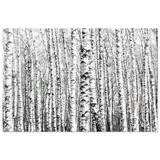 Winter Birch – A Minimalist Forest Escape Wall art - Acrylic Print - 50x75 cm / 20x30″ - 