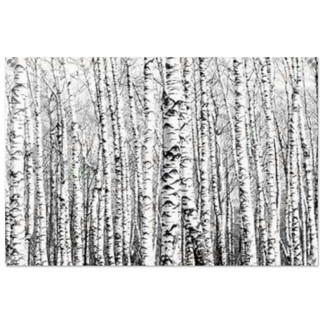 Winter Birch – A Minimalist Forest Escape Wall art - Acrylic Print - 50x75 cm / 20x30″ - 