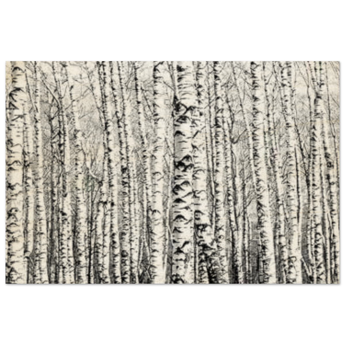 Winter Birch – A Minimalist Forest Escape Wall art - Wood Prints - 30x45 cm / 12x18″ - 