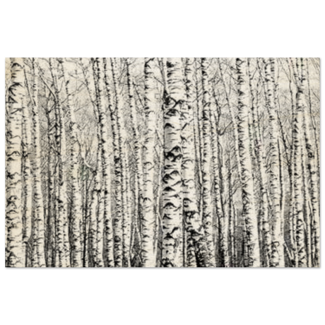 Winter Birch – A Minimalist Forest Escape Wall art - Wood Prints - 30x45 cm / 12x18″ - 