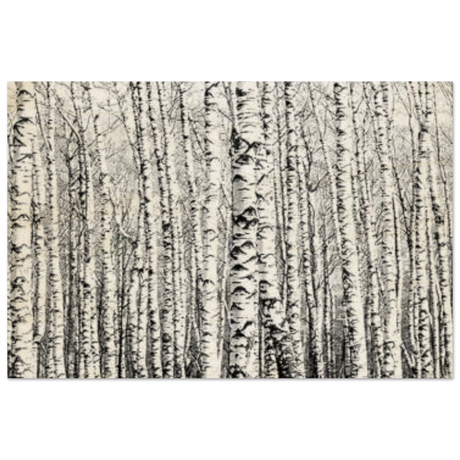 Winter Birch – A Minimalist Forest Escape Wall art - Wood Prints - 40x60 cm / 16x24″ - 