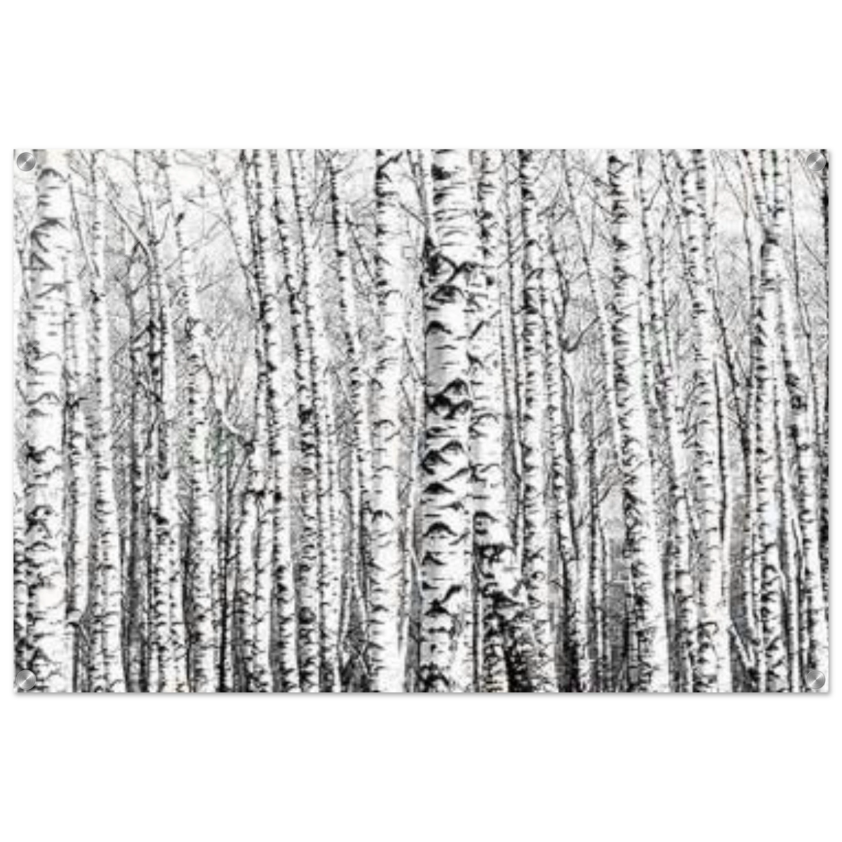 Winter Birch – A Minimalist Forest Escape Wall art - Acrylic Print - 60x90 cm / 24x36″ - 