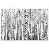 Winter Birch – A Minimalist Forest Escape Wall art - Acrylic Print - 60x90 cm / 24x36″ - 