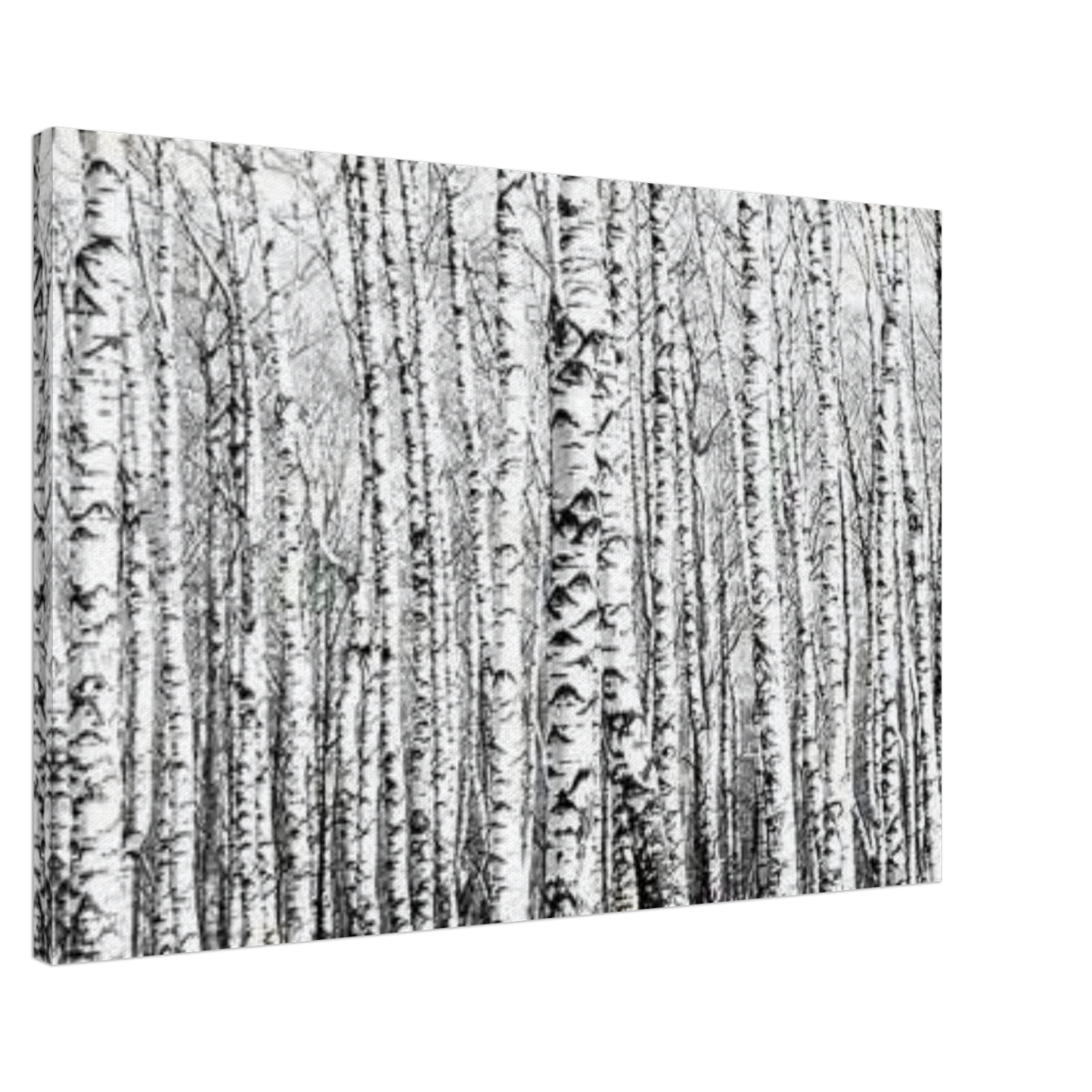Winter Birch – A Minimalist Forest Escape Wall art - Canvas - 60x90 cm / 24x36″ - 