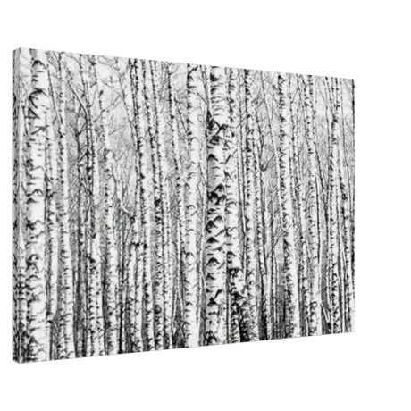 Winter Birch – A Minimalist Forest Escape Wall art - Canvas - 60x90 cm / 24x36″ - 