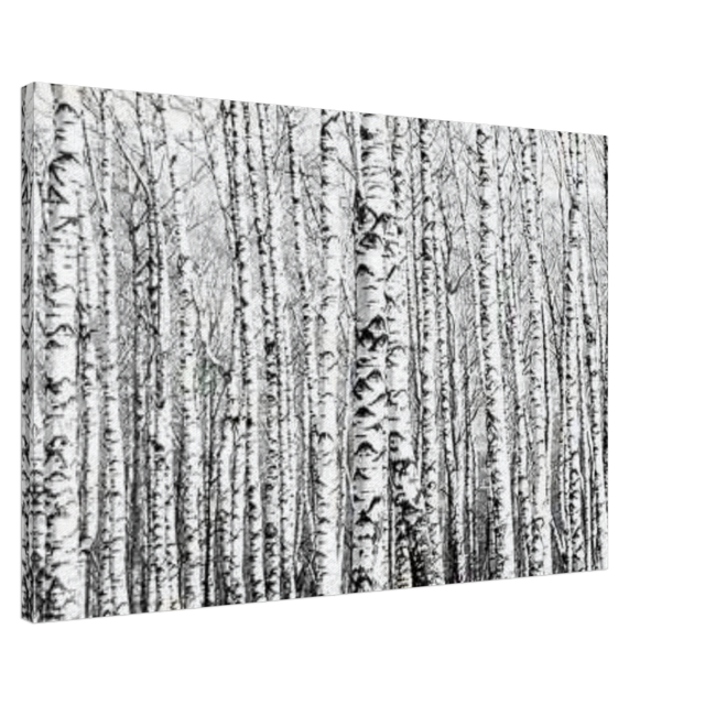 Winter Birch – A Minimalist Forest Escape Wall art - Canvas - 60x90 cm / 24x36″ - 
