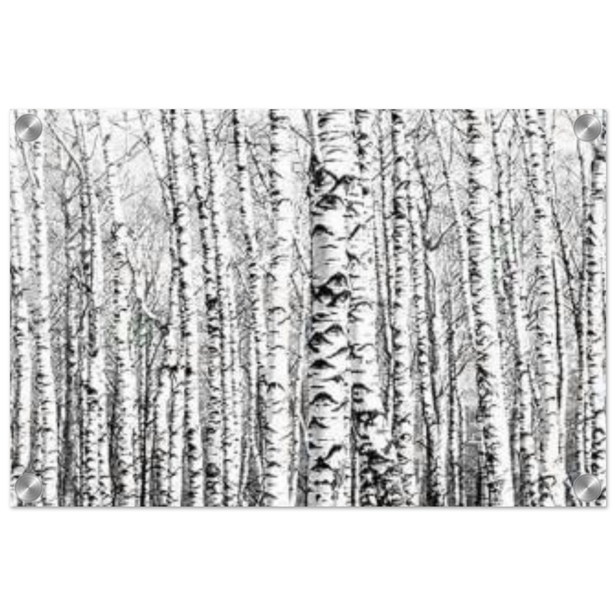 Winter Birch – A Minimalist Forest Escape Wall art - Acrylic Print - 30x45 cm / 12x18″ - 